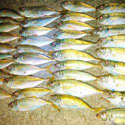 今秋、初ナイトアジング！